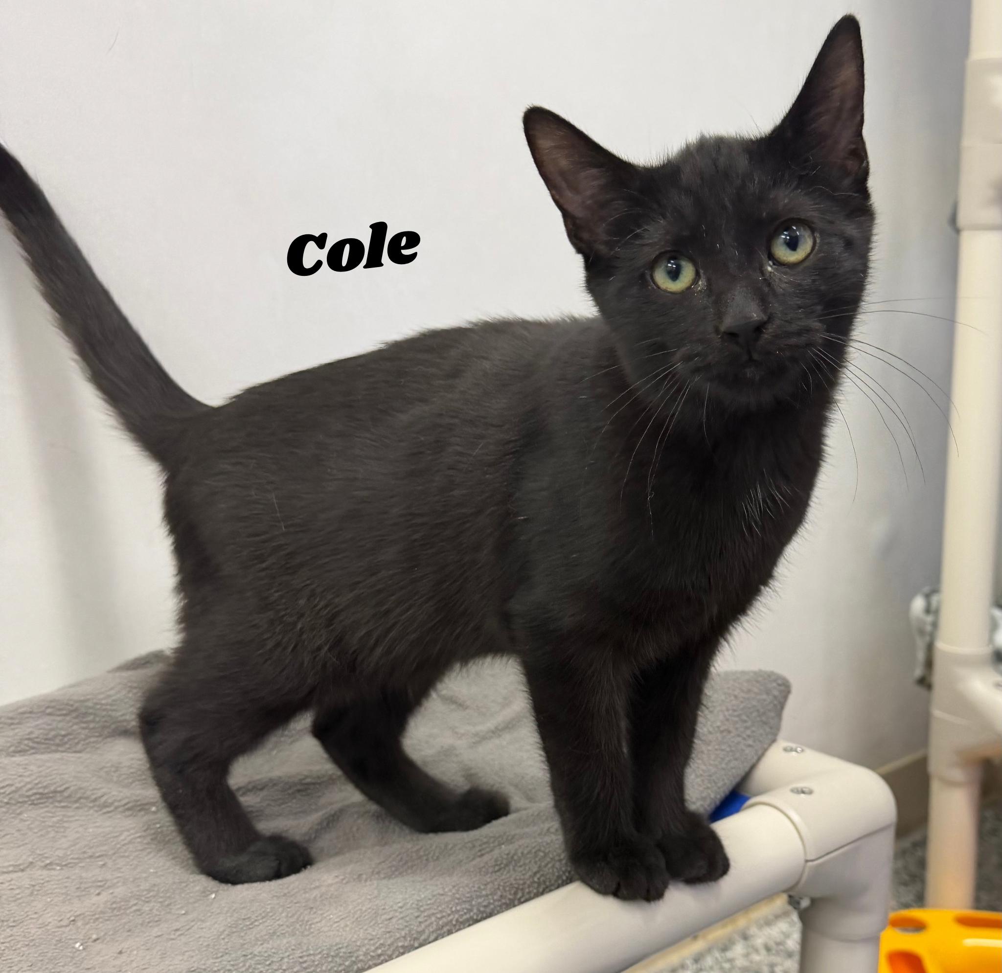 Enlarge Cole, a Adopted Domestic Short Hair in Dunkirk, NY image 1/3