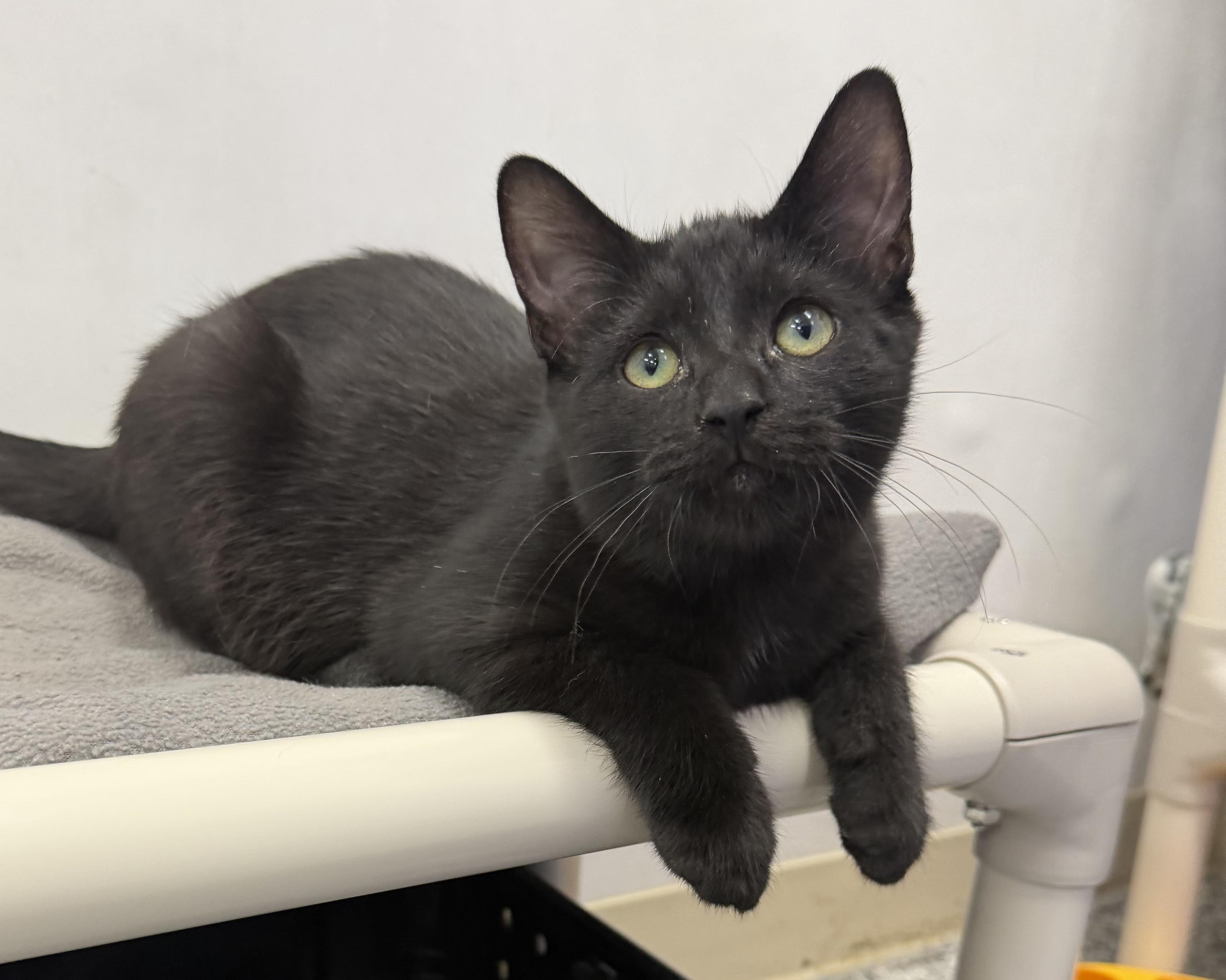 Enlarge Cole, a Adopted Domestic Short Hair in Dunkirk, NY image 2/3