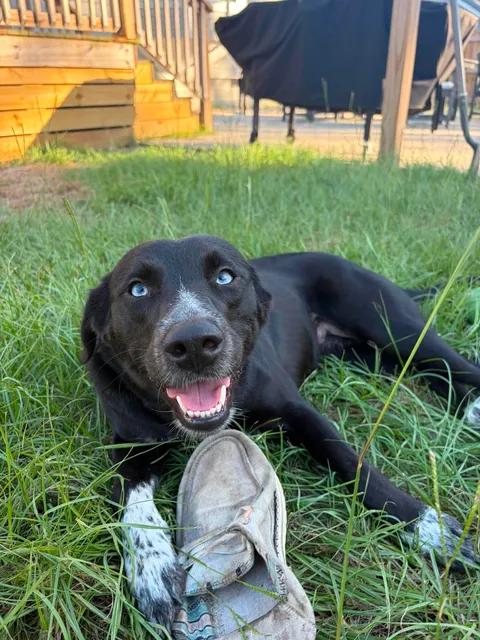 Enlarge Rue, a Adoptable mixed breed in Vanceboro , NC image 6/6