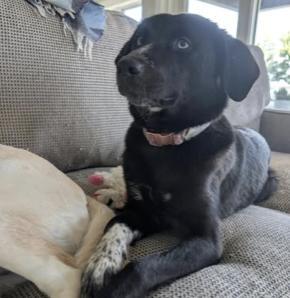 Enlarge Rue, a Adoptable mixed breed in Vanceboro , NC image 2/6