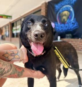 Rue, Adoptable, Adult Female Border Collie.