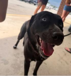 Enlarge Rue, a Adoptable mixed breed in Vanceboro , NC image 3/6