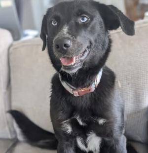 Enlarge Rue, a Adoptable mixed breed in Vanceboro , NC image 4/6