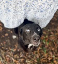 Enlarge Rue, a Adoptable mixed breed in Vanceboro , NC image 5/6