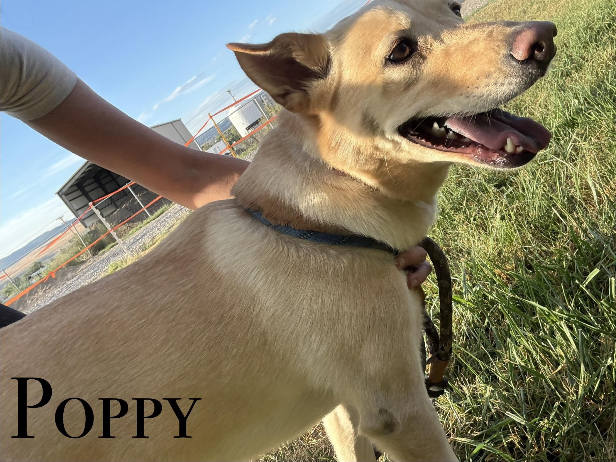 Poppy, ADOPTABLE, Adult Female Mixed Breed.
