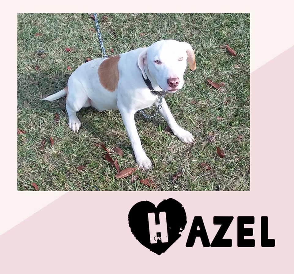 Enlarge Hazel, a Adoptable mixed breed in Ashdown, AR image 1/2