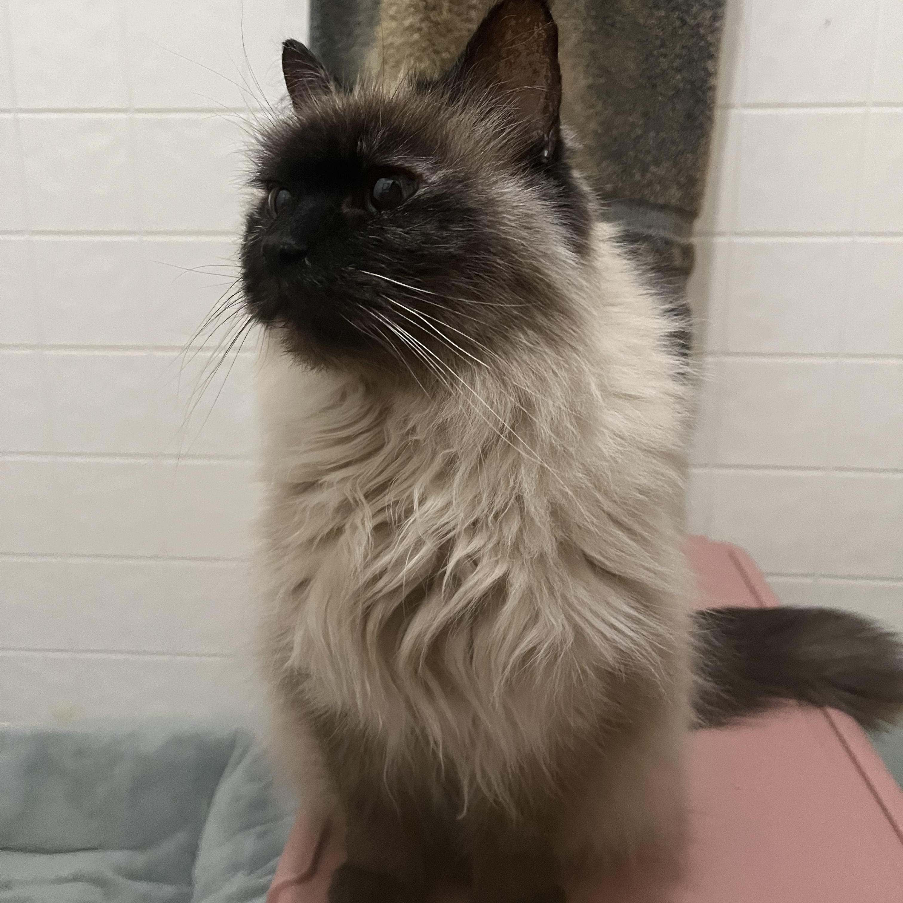 Enlarge Betty Lou, an adopted Domestic Medium Hair in Holly, MI image 4/5