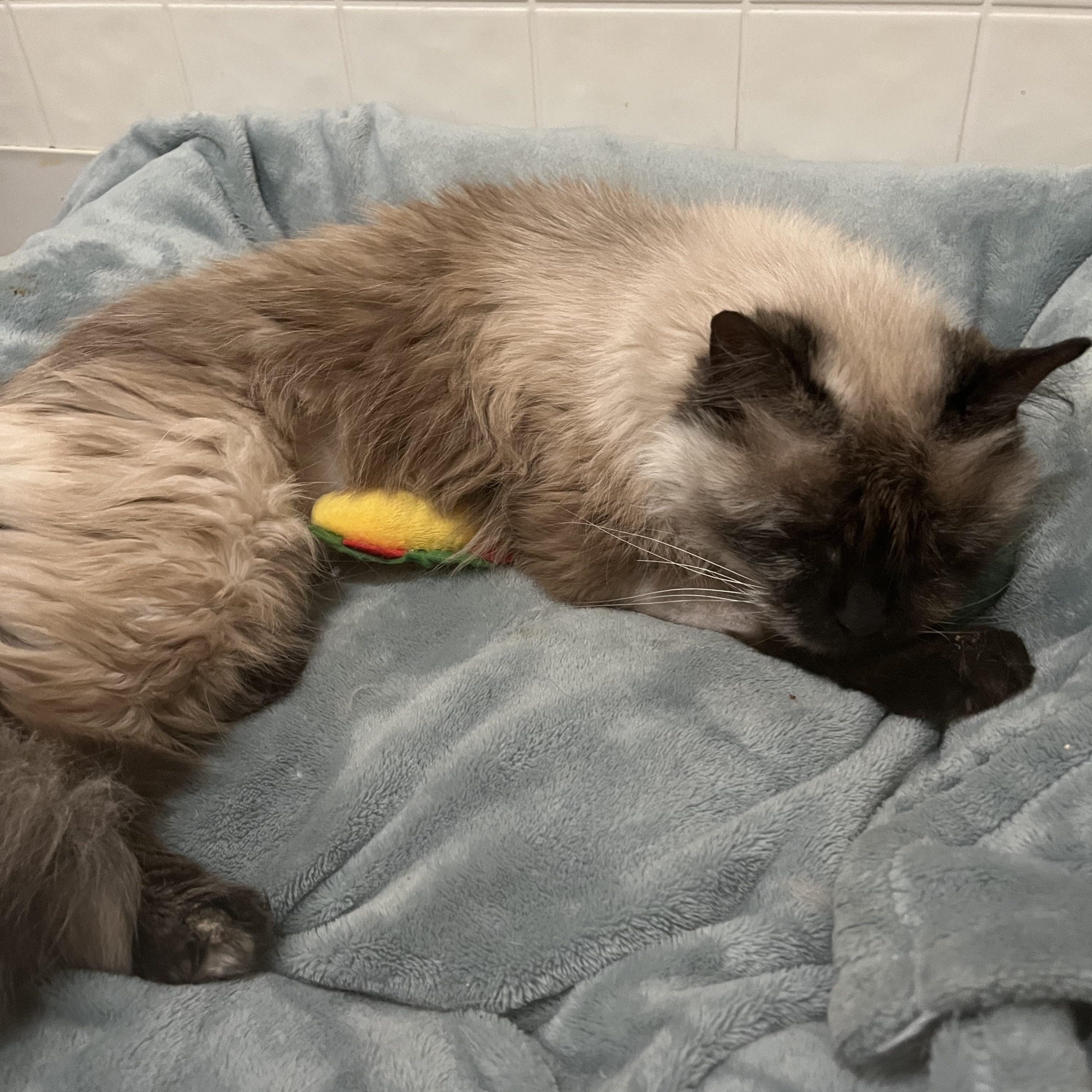 Enlarge Betty Lou, an adopted Domestic Medium Hair in Holly, MI image 3/5