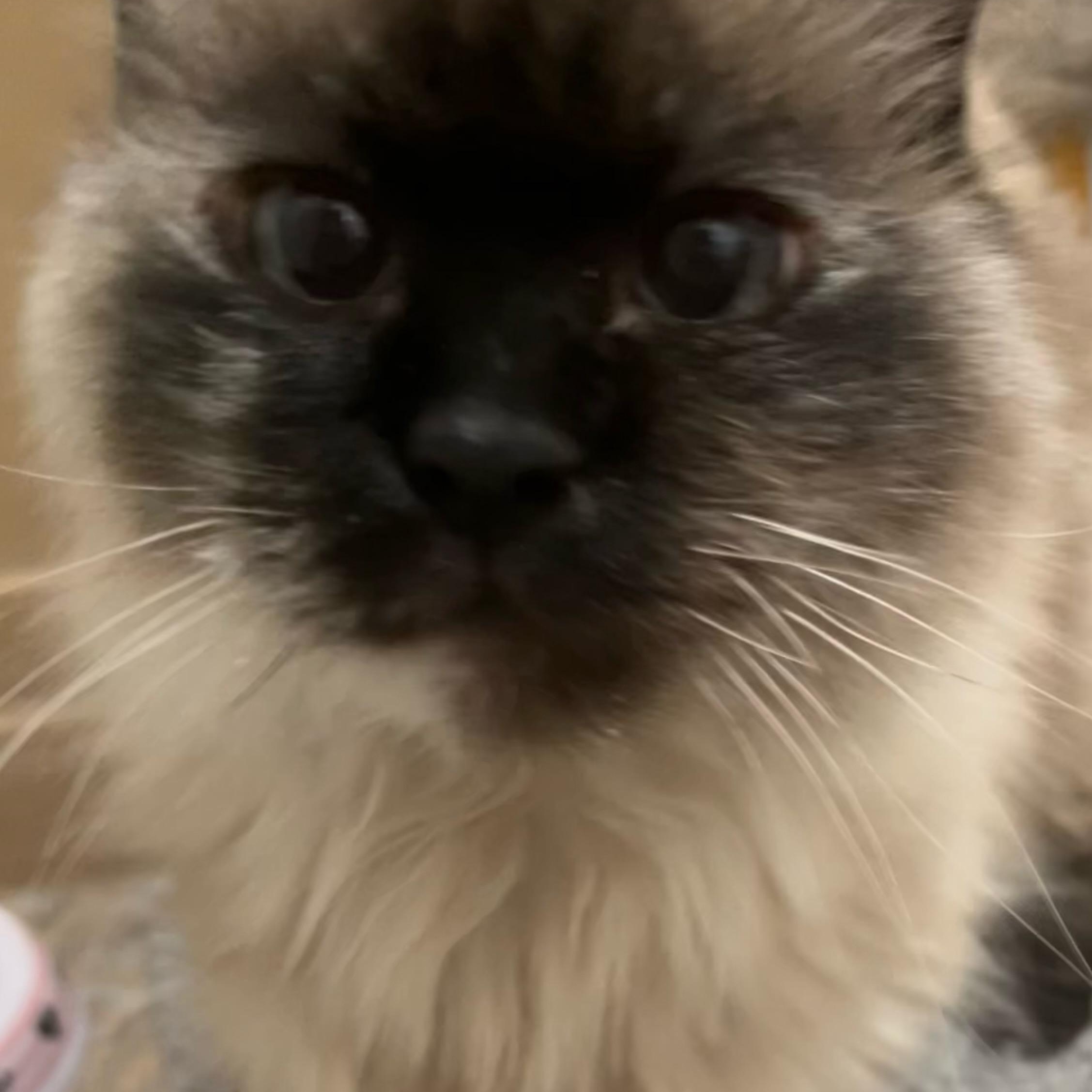 Enlarge Betty Lou, an adopted Domestic Medium Hair in Holly, MI image 5/5