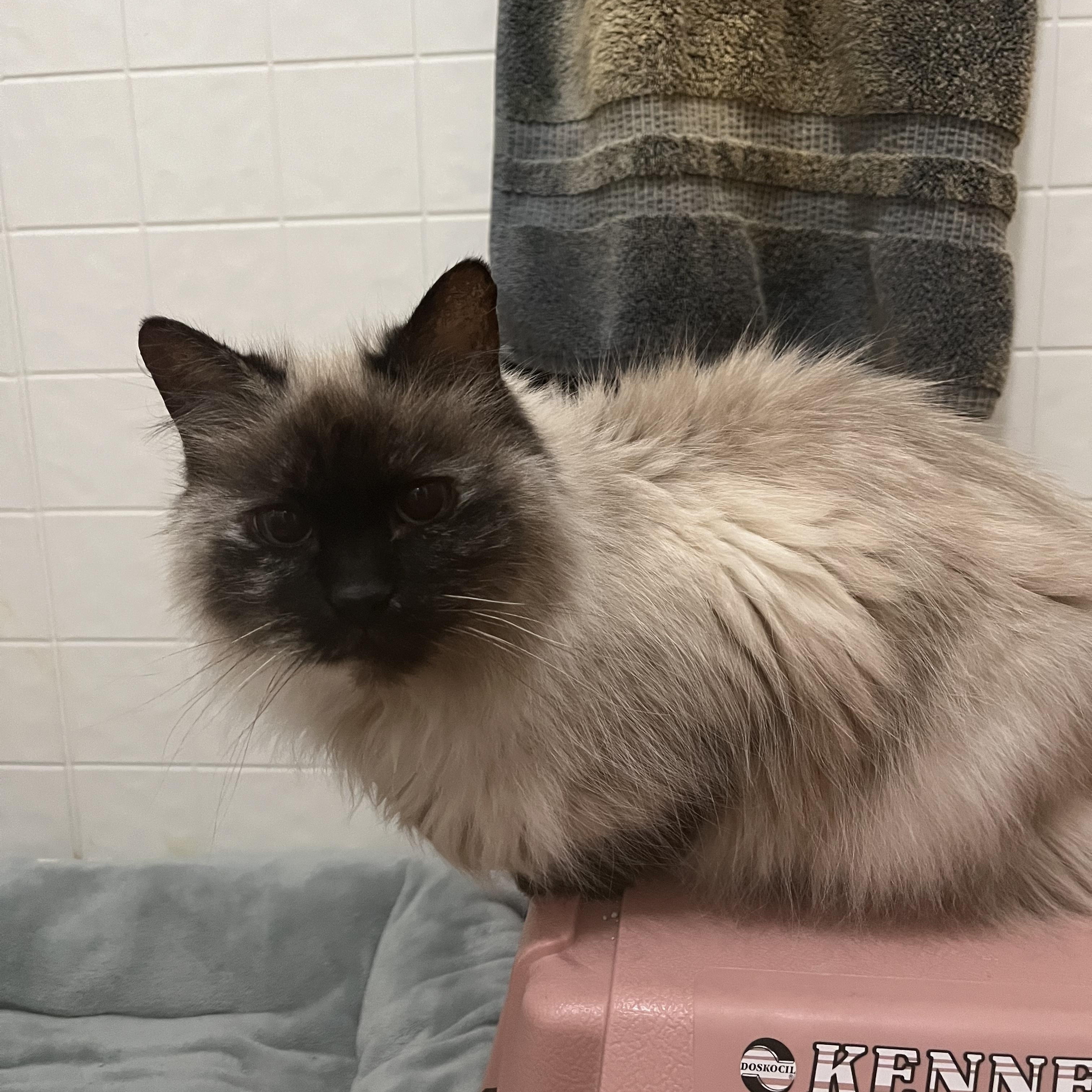 Enlarge Betty Lou, an adopted Domestic Medium Hair in Holly, MI image 2/5
