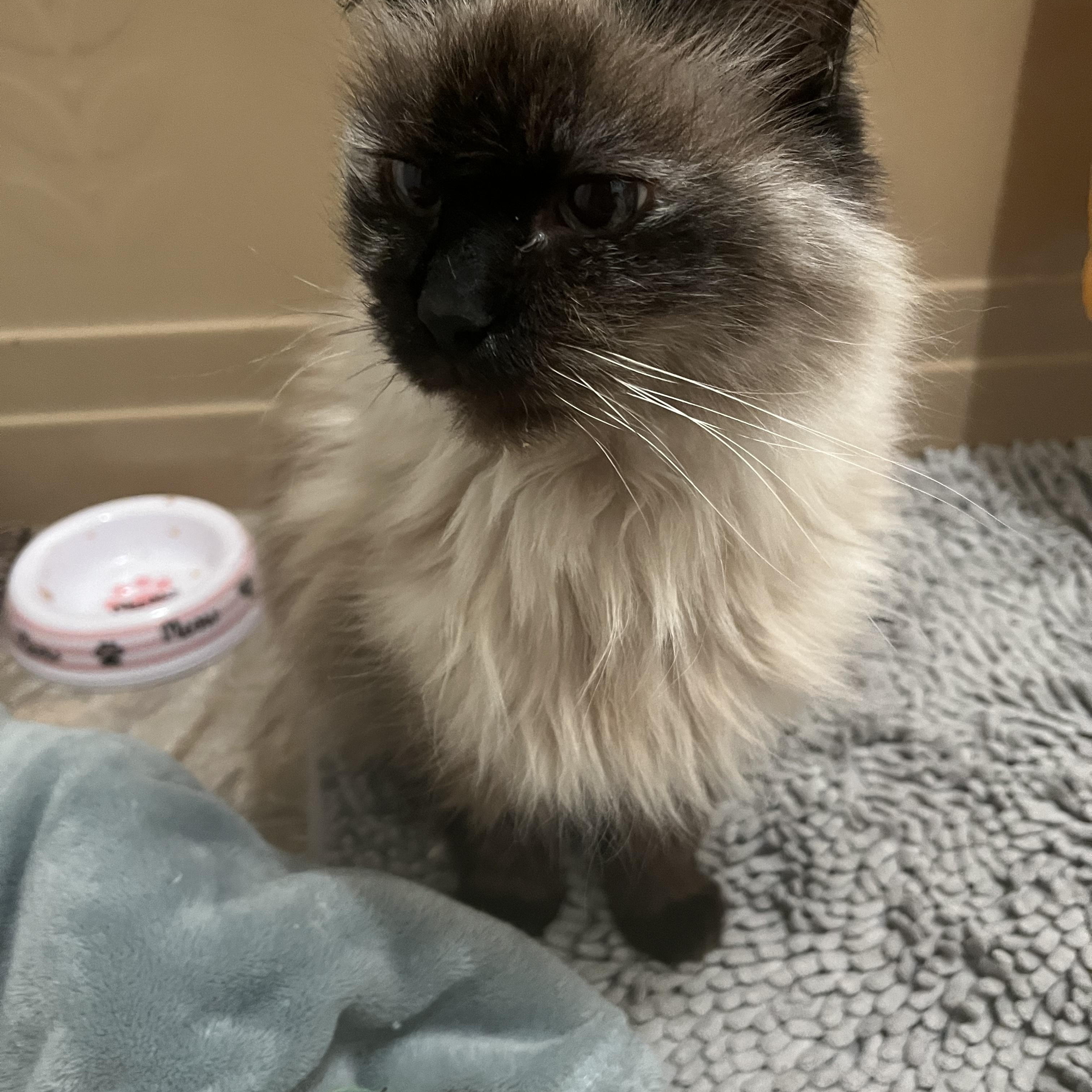 Betty Lou, adopted, Senior Female Domestic Medium Hair.