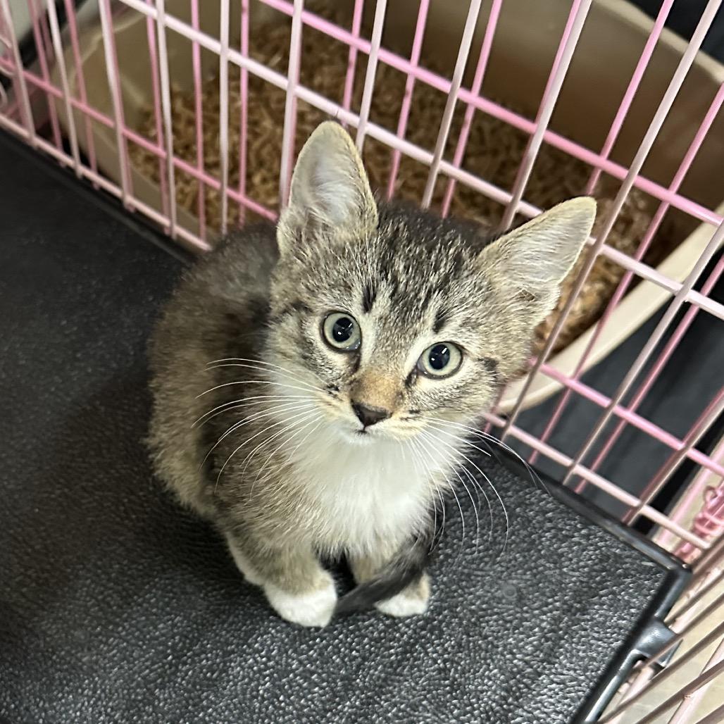 Utrillo, a Adoptable Domestic Short Hair in Priest River, ID image 2/2