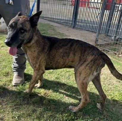 BUDDY, Adoptable, Adult Male Dutch Shepherd.
