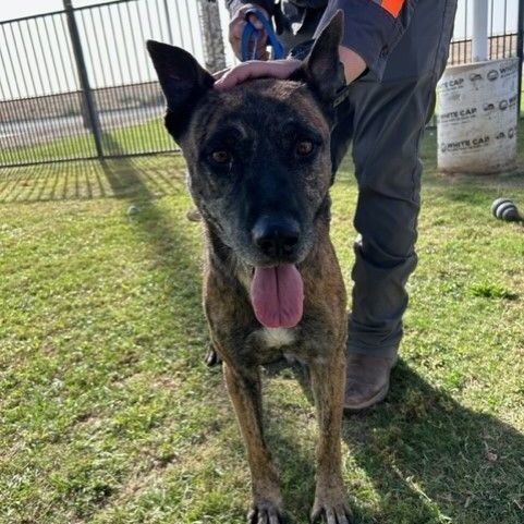 BUDDY, a Adoptable Dutch Shepherd in Delano, CA image 2/3