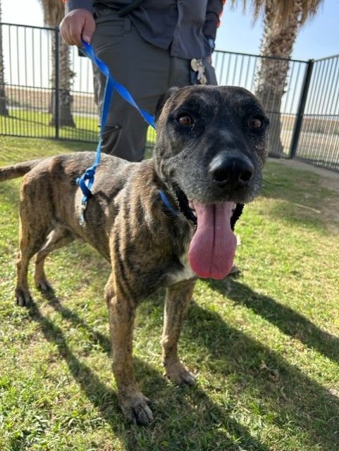 BUDDY, a Adoptable Dutch Shepherd in Delano, CA image 3/3
