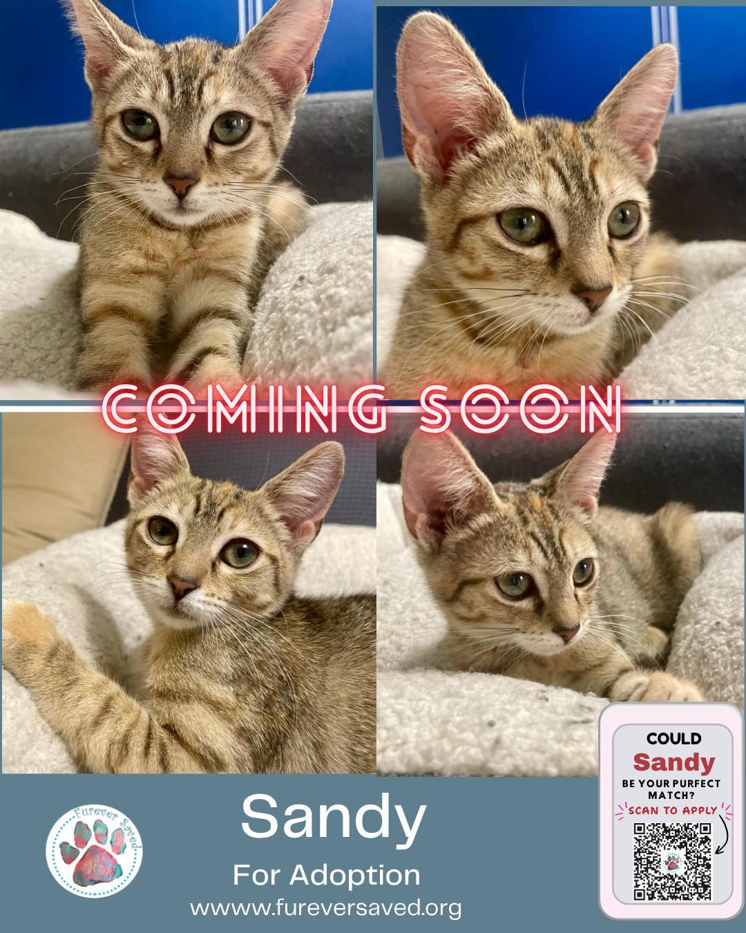 Enlarge Sandy, an adopted Domestic Short Hair in Miami, FL image 5/5