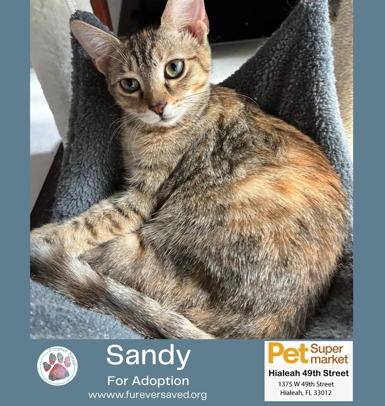 Enlarge Sandy, an adopted Domestic Short Hair in Miami, FL image 4/5