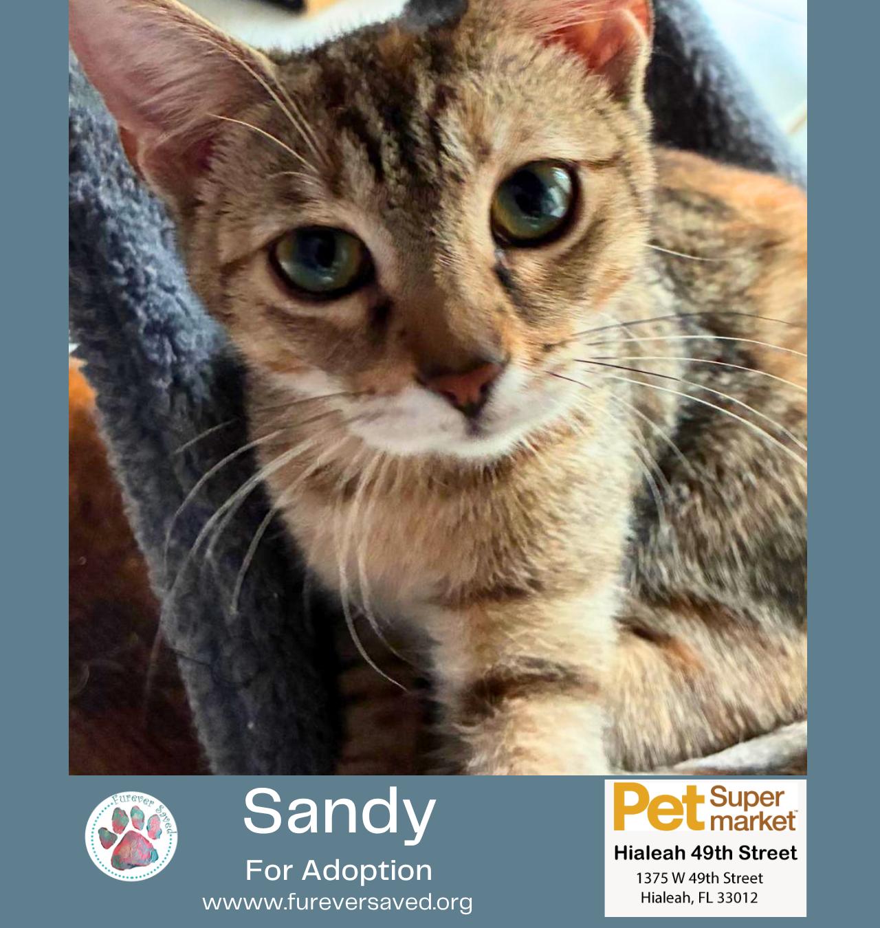 Enlarge Sandy, an adopted Domestic Short Hair in Miami, FL image 2/5