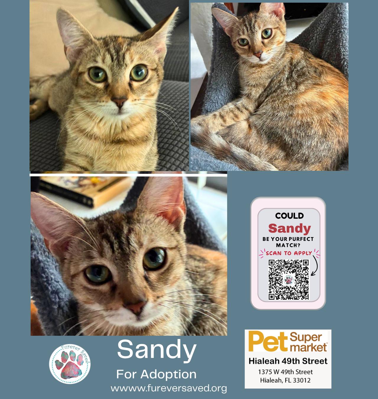 Sandy, adopted, Kitten Female Domestic Short Hair.