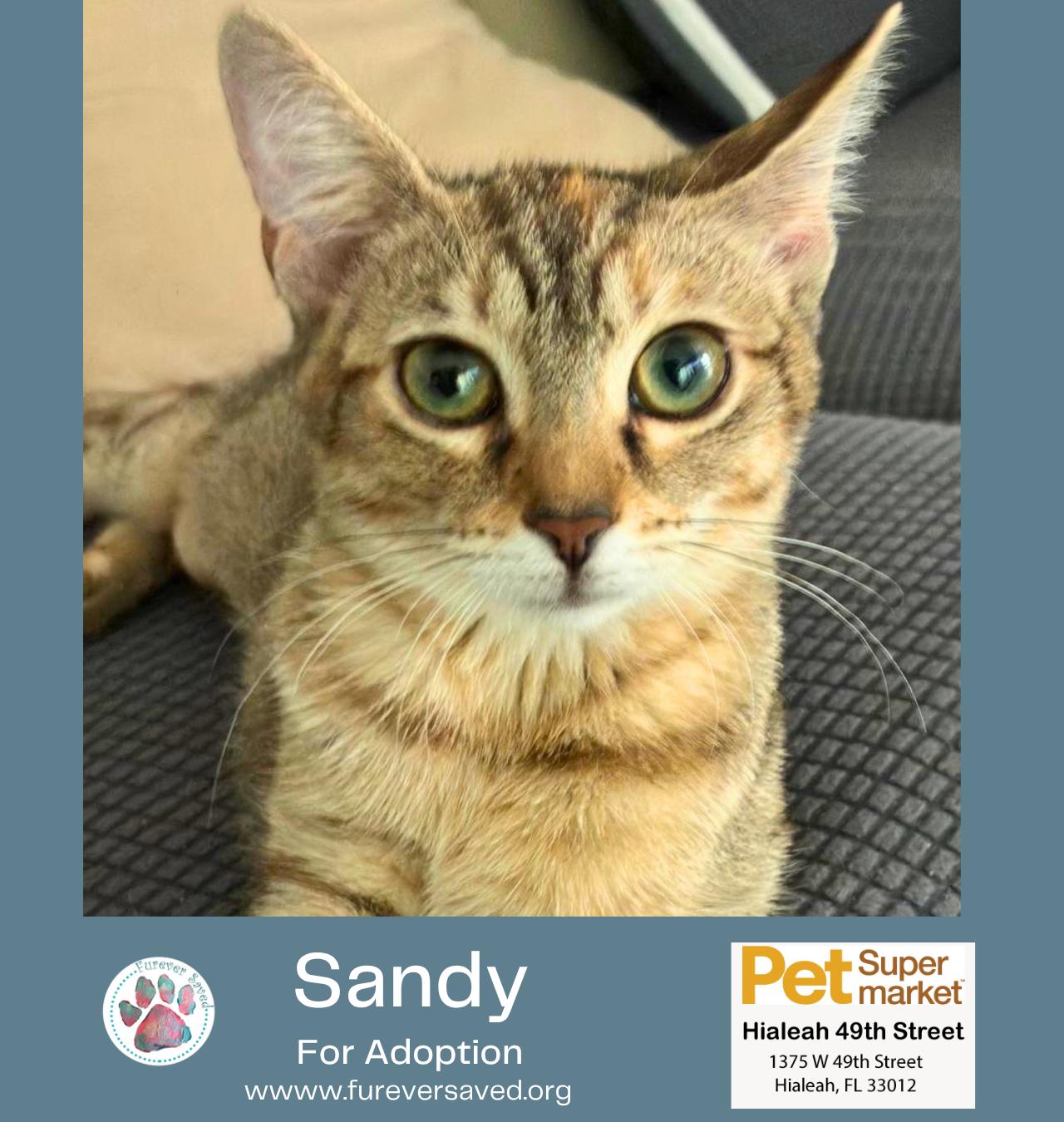 Enlarge Sandy, an adopted Domestic Short Hair in Miami, FL image 3/5