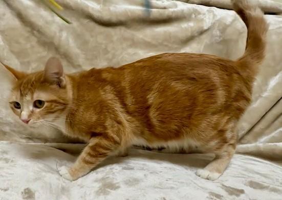 Enlarge Abby, a Adoptable Domestic Short Hair in Miller Beach, IN image 1/1