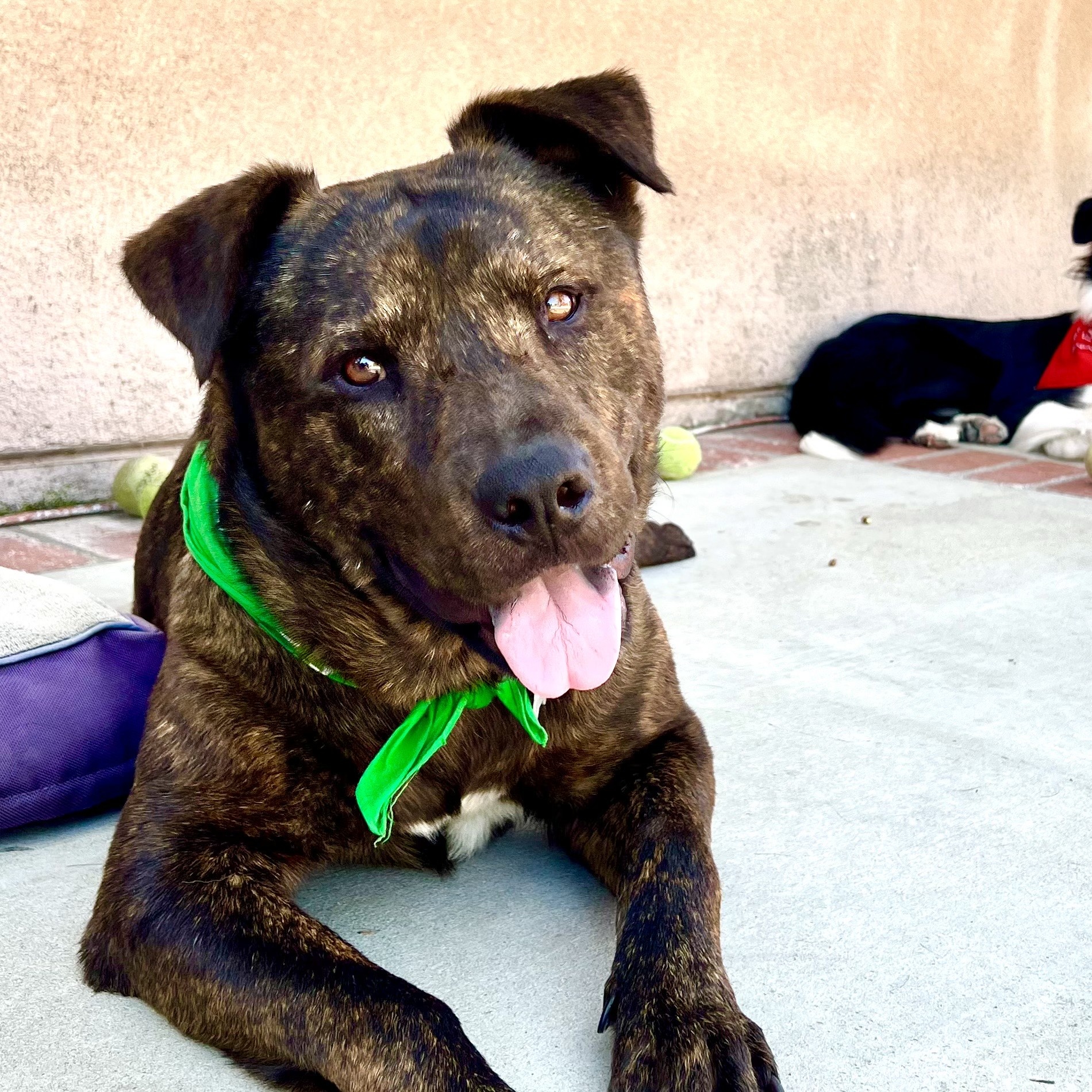 Charlie -Cat, Dog and Kid Friendly, a Adopted mixed breed image 1/5