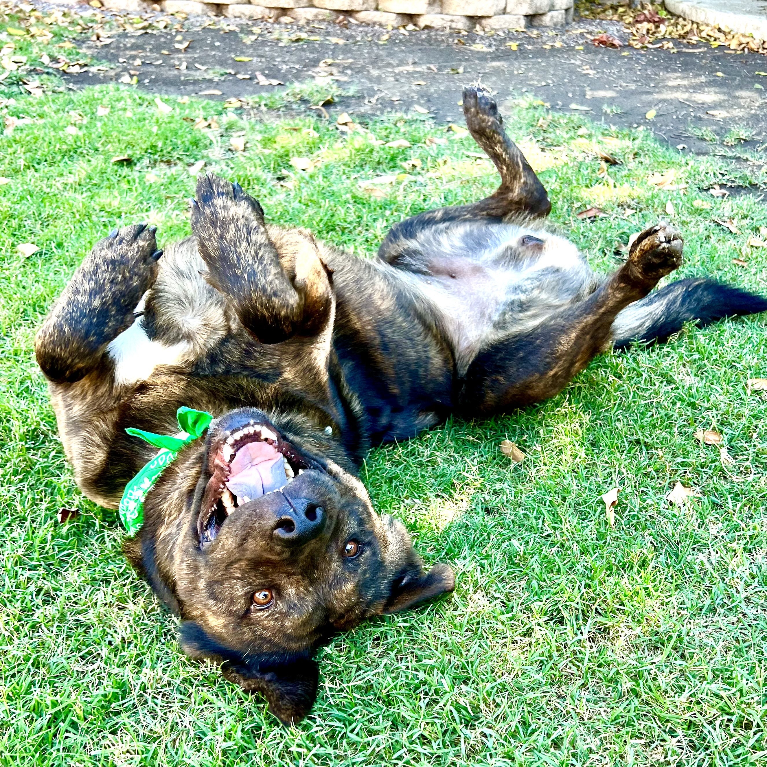 Charlie -Cat, Dog and Kid Friendly, a Adopted mixed breed image 2/5