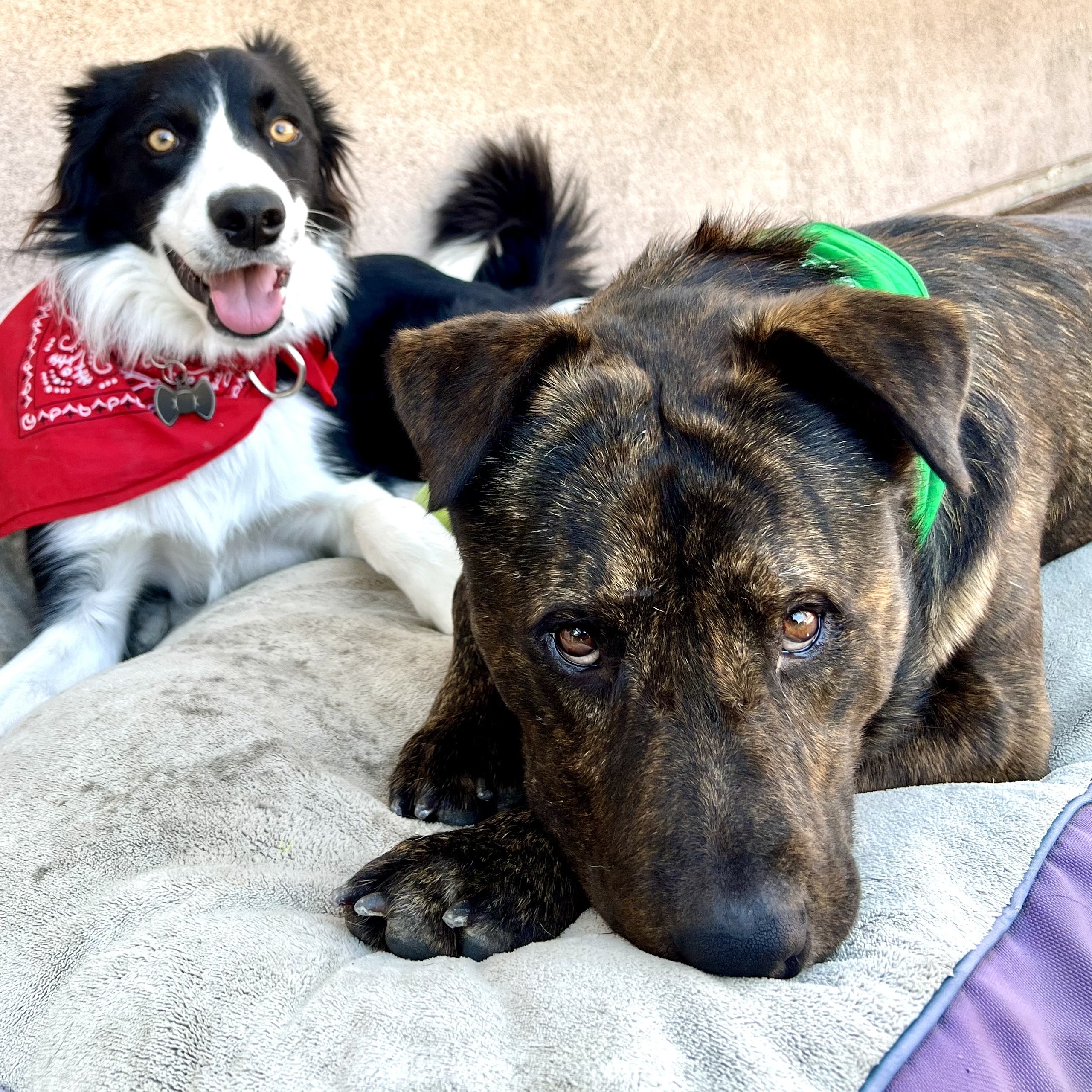 Charlie -Cat, Dog and Kid Friendly, a Adopted mixed breed image 3/5