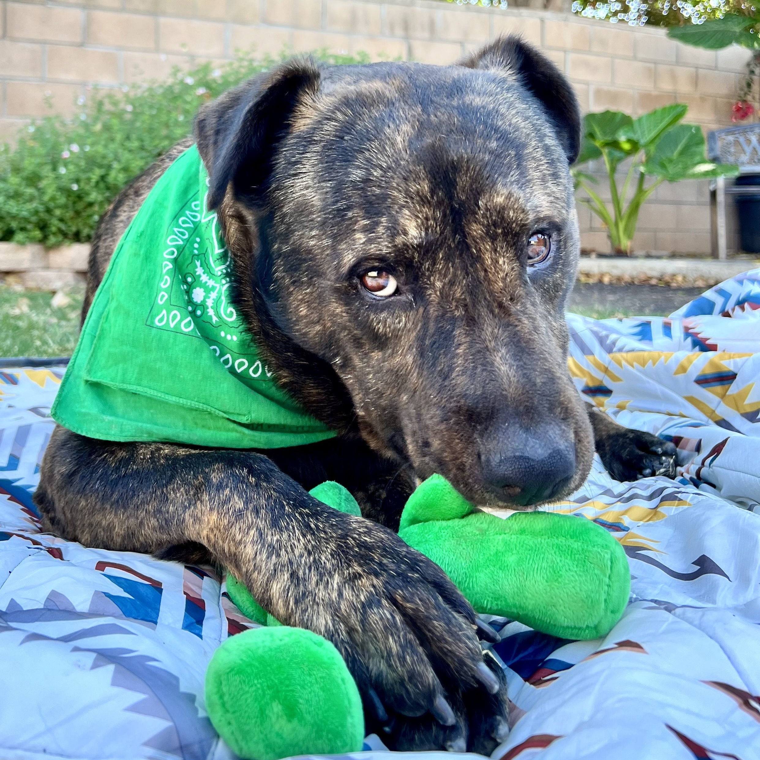 Charlie -Cat, Dog and Kid Friendly, a Adopted mixed breed image 4/5