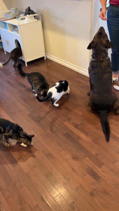 Enlarge Charlie -Cat, Dog and Kid Friendly, a Adopted mixed breed video 5/5