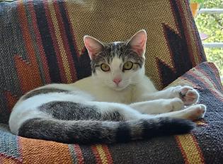 Popsicle, Adoptable, Young Female Domestic Short Hair.