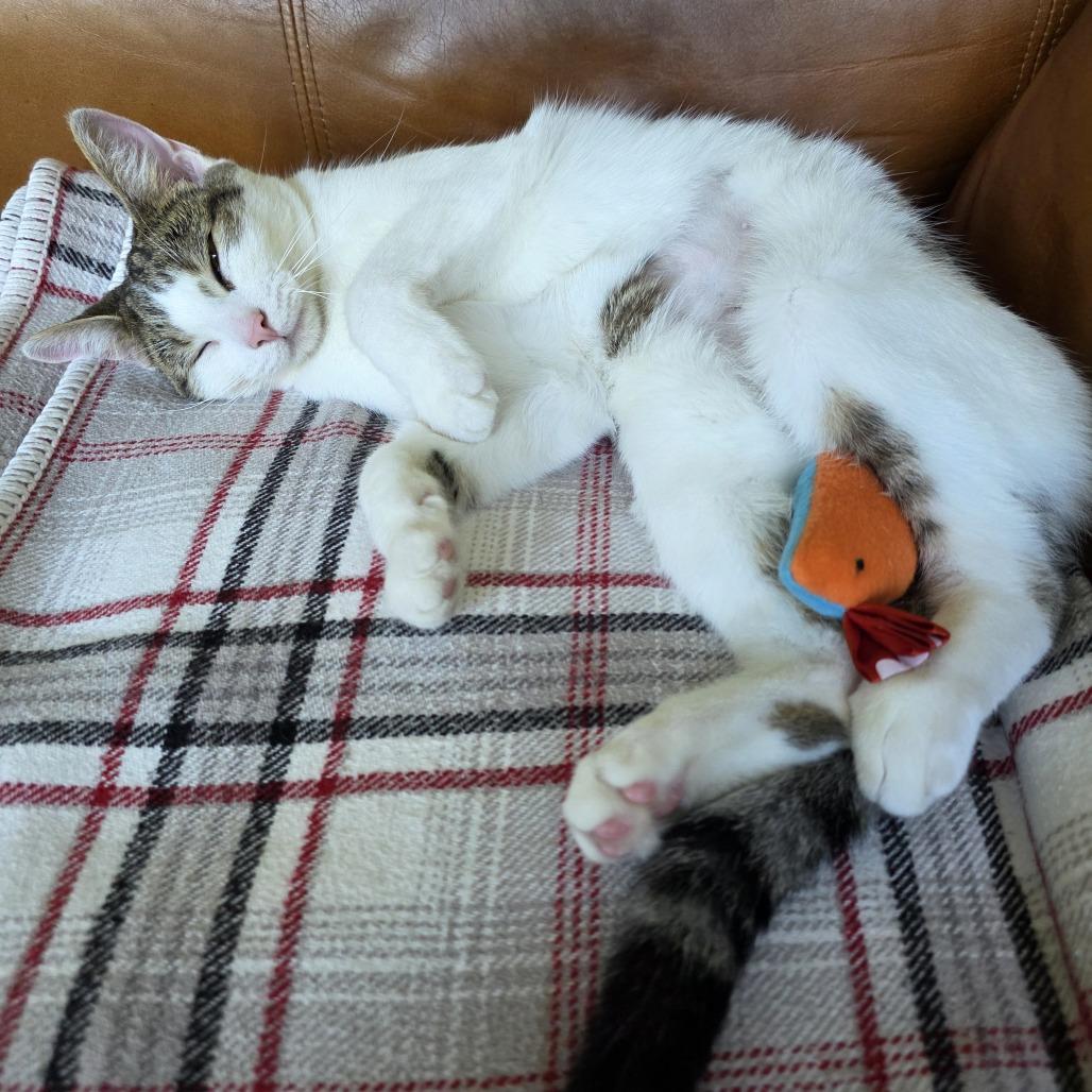 Enlarge Popsicle, a Adoptable Domestic Short Hair in Evanston, IL image 2/3