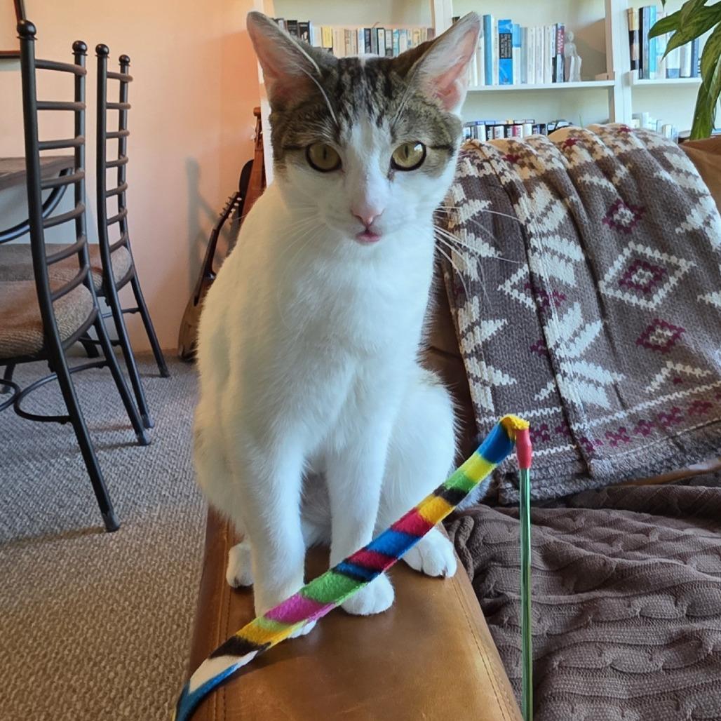 Enlarge Popsicle, a Adoptable Domestic Short Hair in Evanston, IL image 3/3