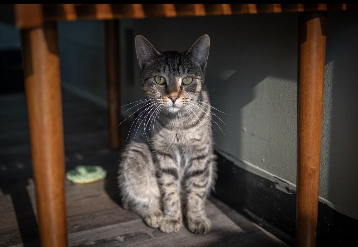 Enlarge Brisket, a Adoptable Domestic Short Hair in Grand Rapids, MI image 2/5