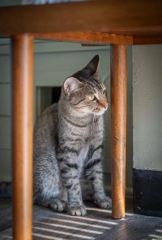 Enlarge Brisket, a Adoptable Domestic Short Hair in Grand Rapids, MI image 3/5