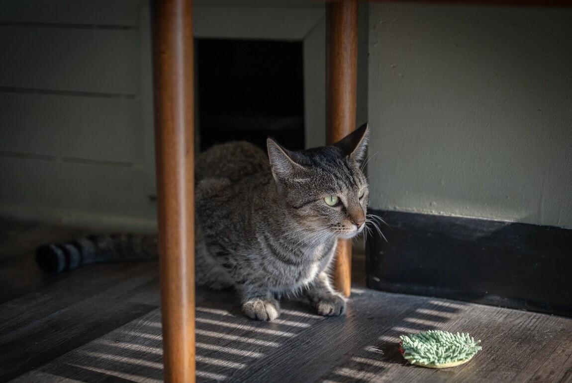 Enlarge Brisket, a Adoptable Domestic Short Hair in Grand Rapids, MI image 4/5