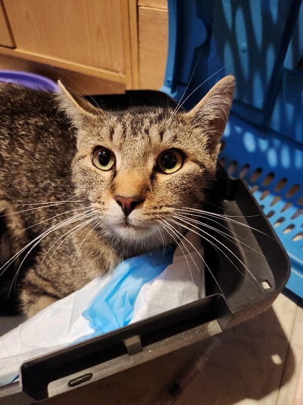 Enlarge Brisket, a Adoptable Domestic Short Hair in Grand Rapids, MI image 5/5
