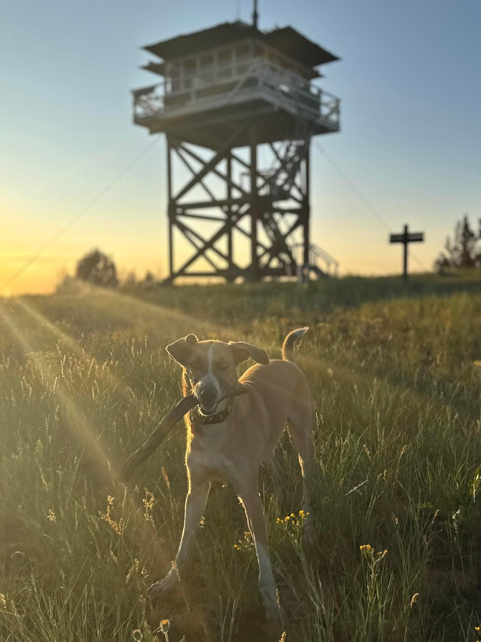 Bambi