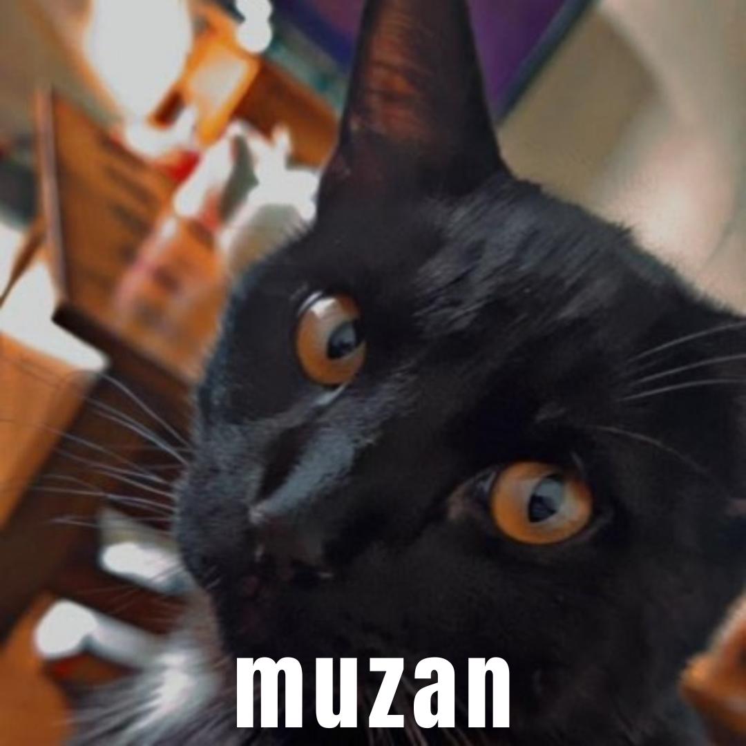 Enlarge Muzan and Zion, a Adopted Domestic Short Hair in Buchanan, TN image 1/2