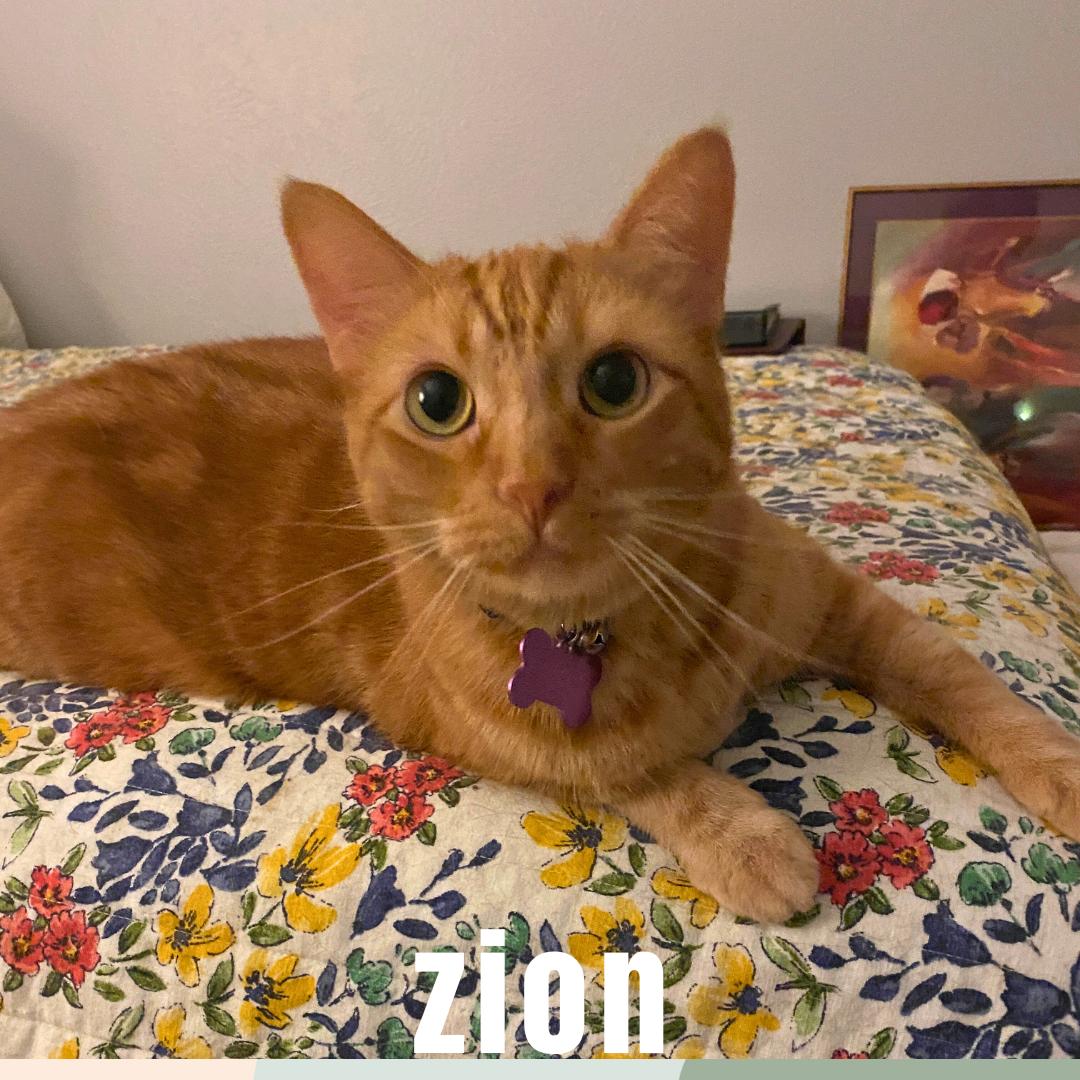 Enlarge Muzan and Zion, a Adopted Domestic Short Hair in Buchanan, TN image 2/2