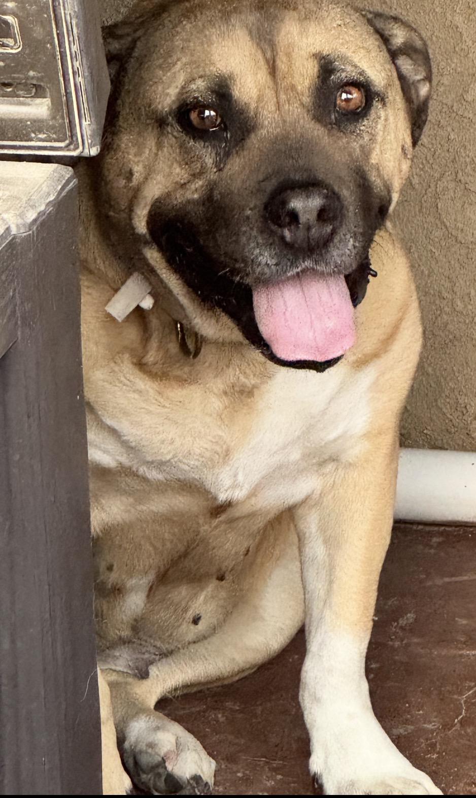 Enlarge Rhoda, a Adoptable mixed breed in Denver, CO image 5/5