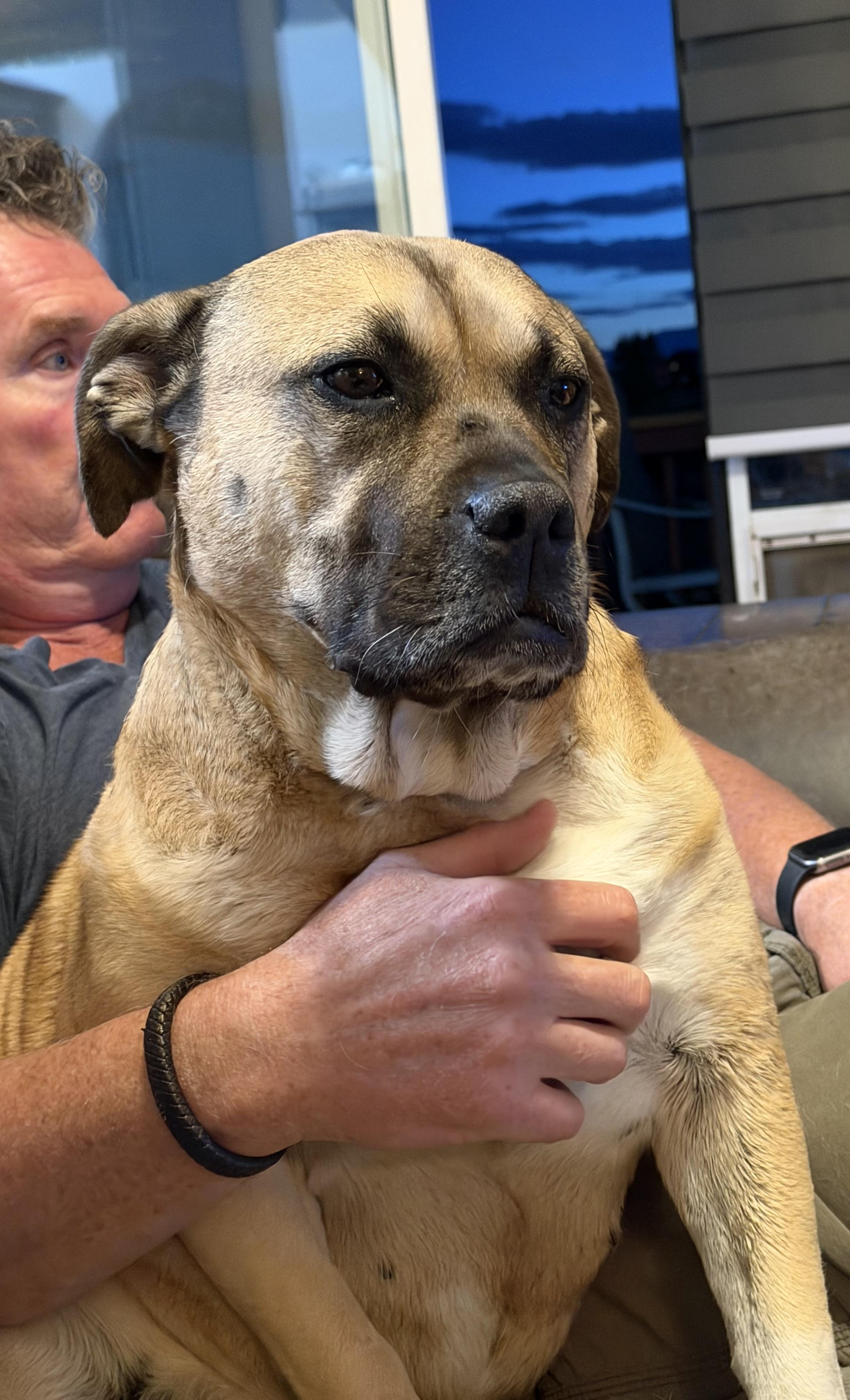 Enlarge Rhoda, a Adoptable mixed breed in Denver, CO image 4/5