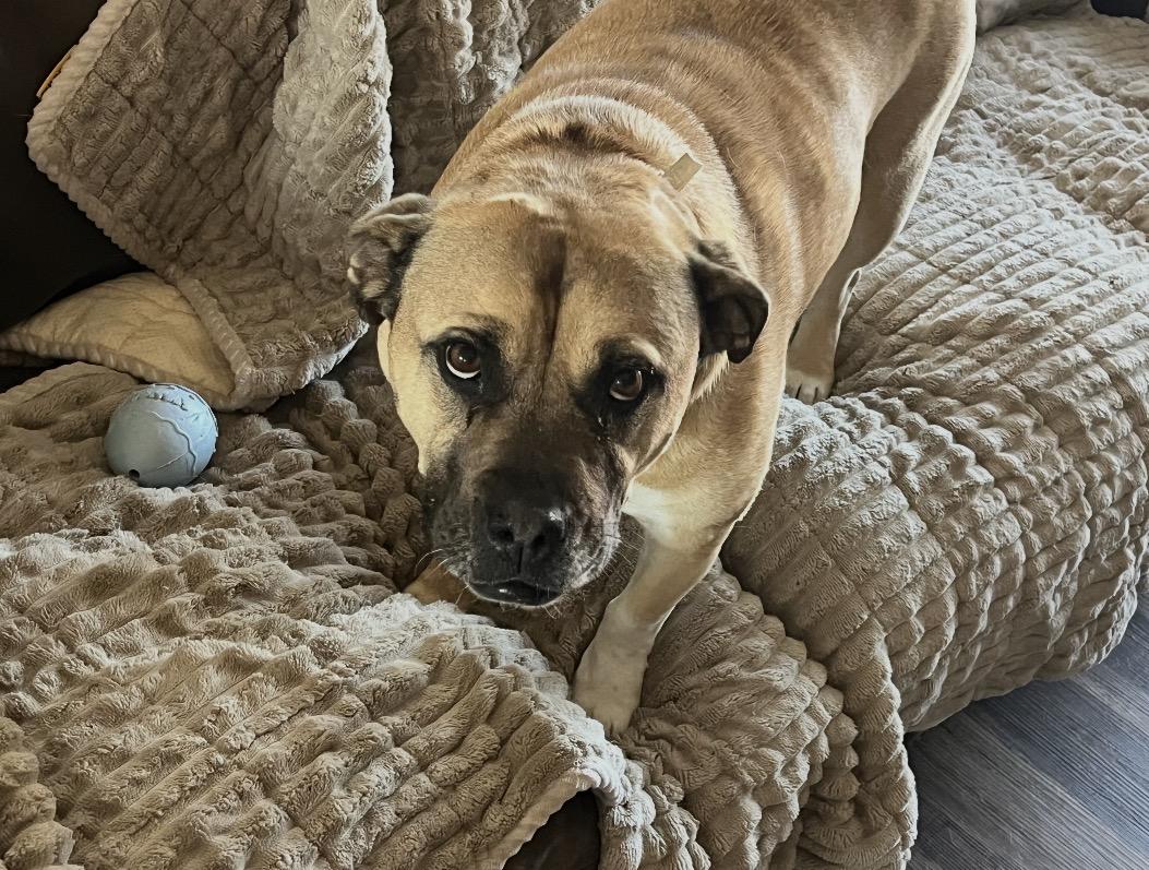 Rhoda, Adoptable, Senior Female Mastiff & American Bully.