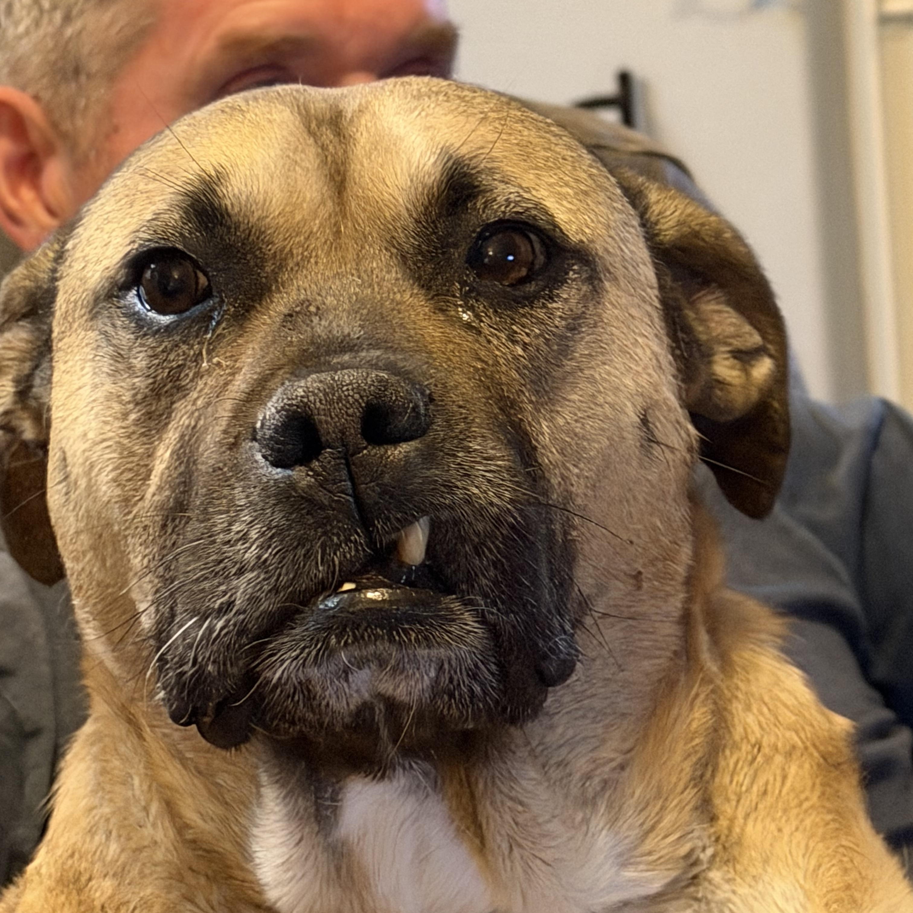 Enlarge Rhoda, a Adoptable mixed breed in Denver, CO image 2/5