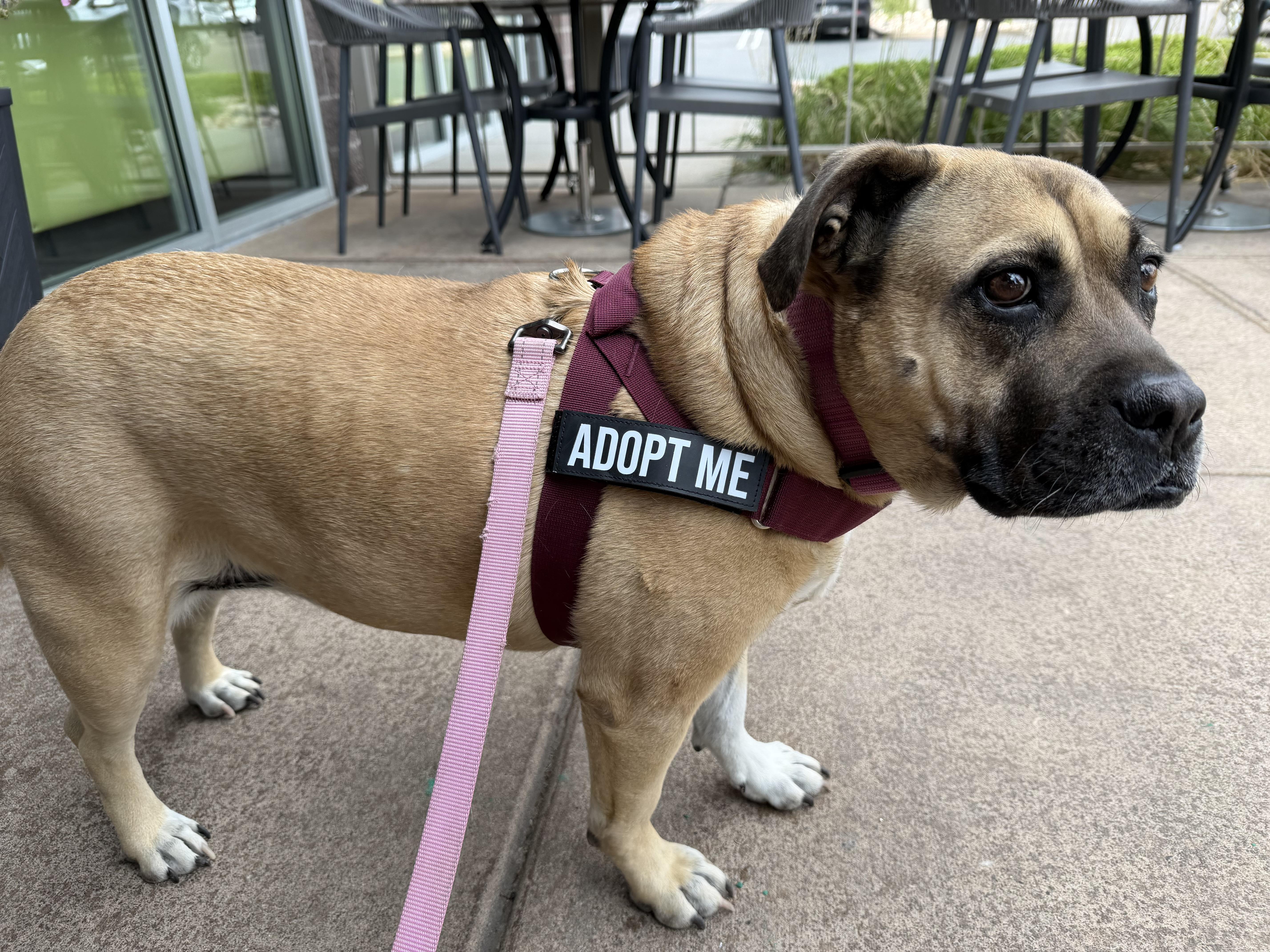 Enlarge Rhoda, a Adoptable mixed breed in Denver, CO image 3/5