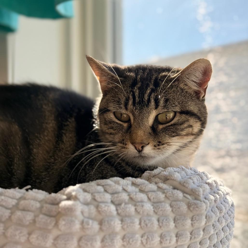 Echo, a Adoptable Domestic Short Hair in Chariton, IA image 4/6