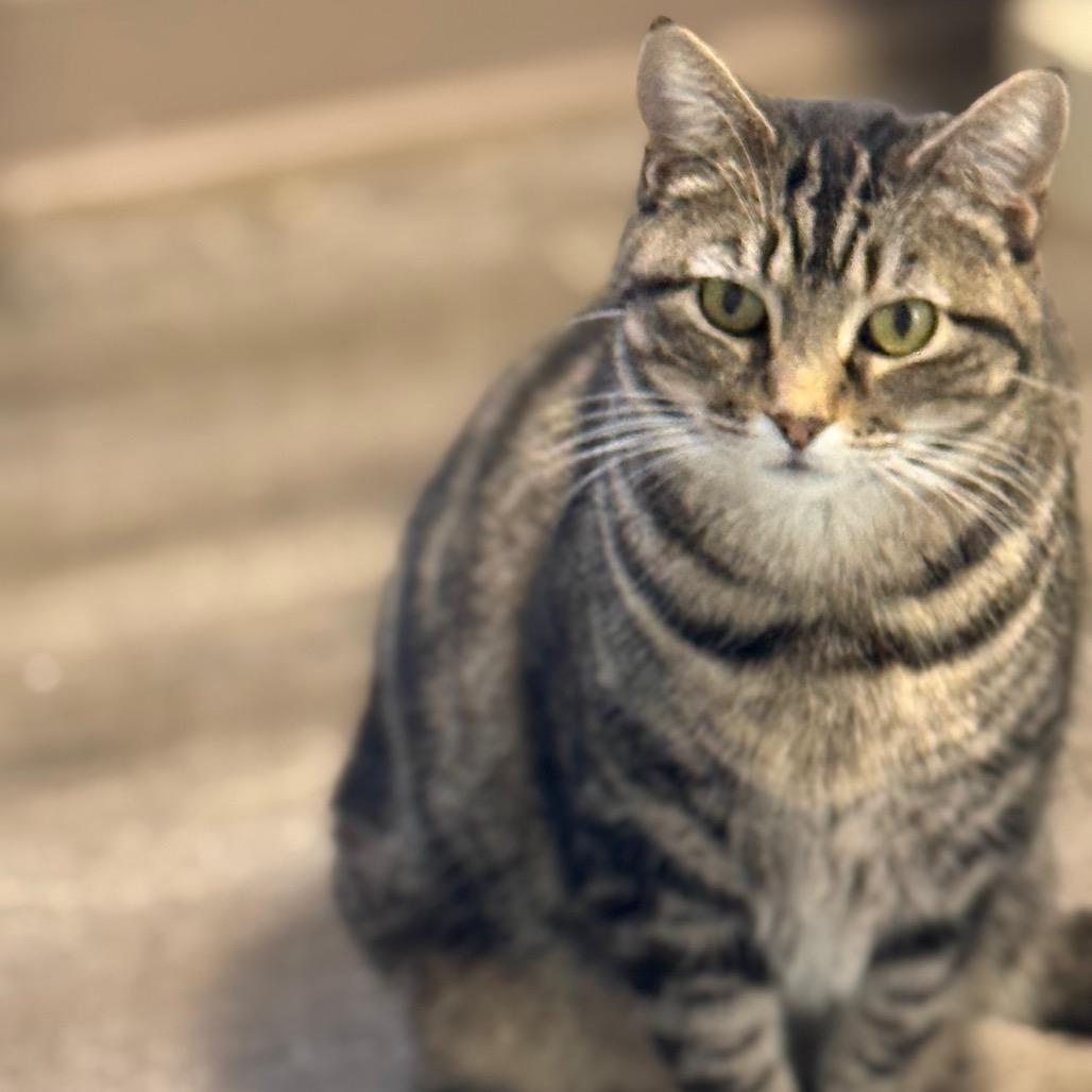 Echo, a Adoptable Domestic Short Hair in Chariton, IA image 6/6