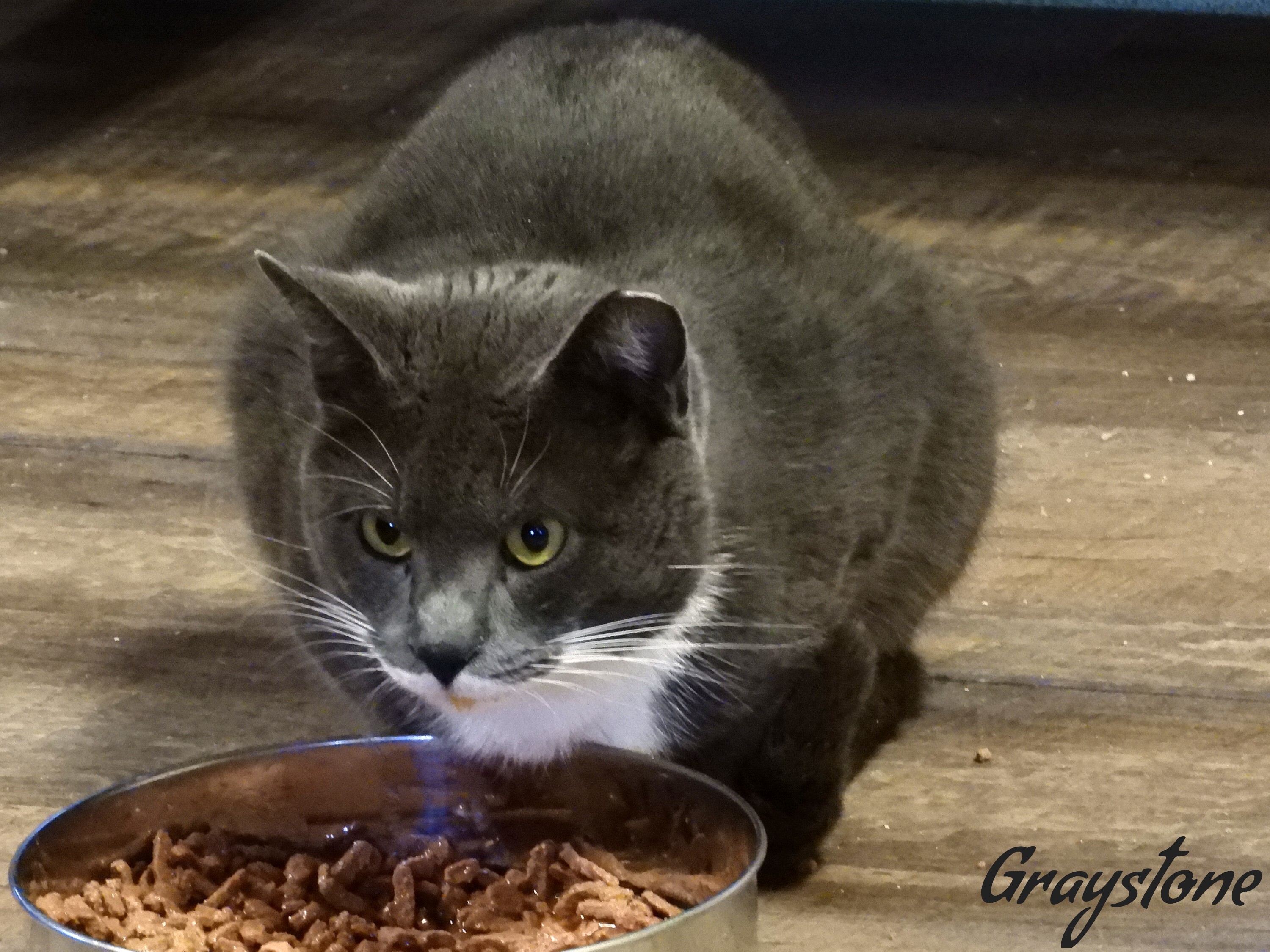 Graystone, a Adoptable Domestic Short Hair in Macon, GA image 1/10