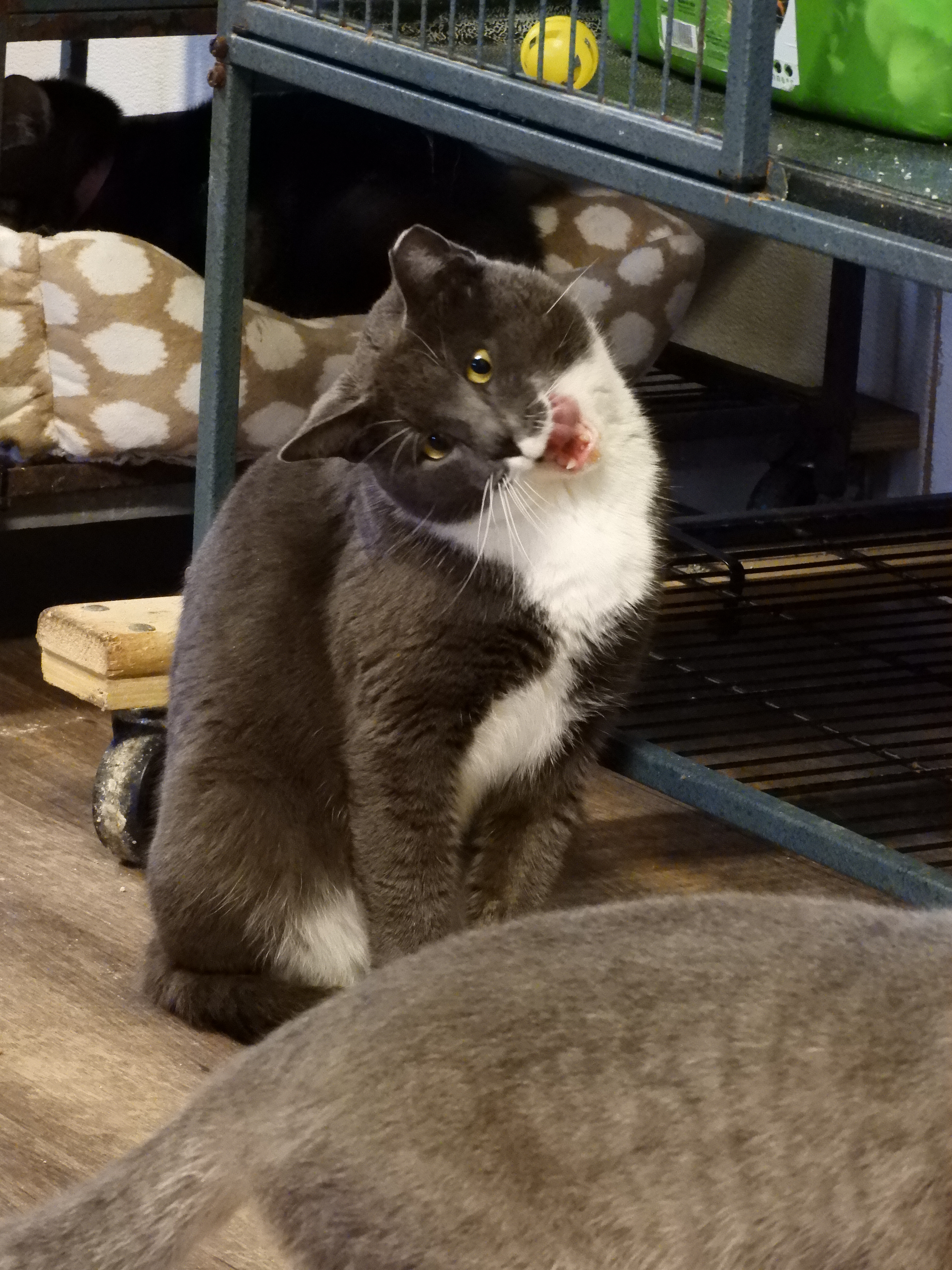 Graystone, a Adoptable Domestic Short Hair in Macon, GA image 2/10