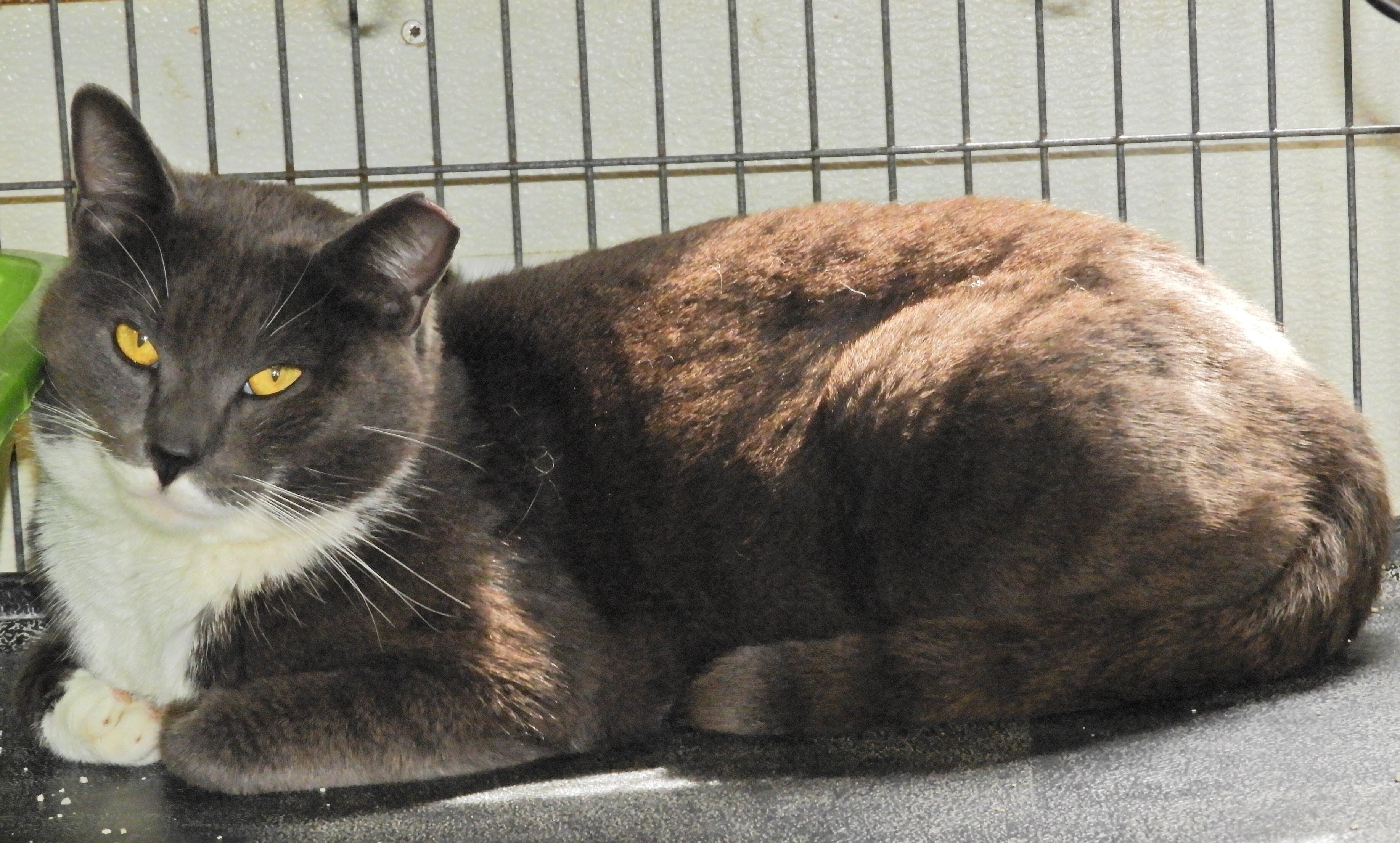 Graystone, a Adoptable Domestic Short Hair in Macon, GA image 3/10